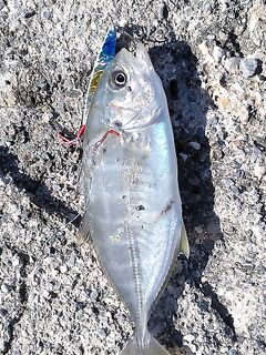 Аланья, Анталийское побережье: микрорыба 15 см и выходы барракуды