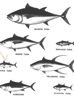 Анталия: тунцы и бонито - мини-дайджест по видам