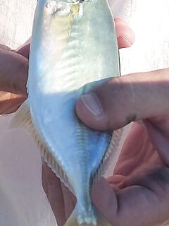 Аланья, Анталийское побережье: шор-джиг по микрорыбе и погода