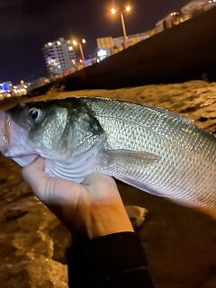 Анталия, берег: крупные приманки и терпение - заметки лайтовика