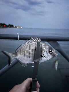 Томюк, лайт по прибрежным карасям, маракуйя рулит, ставриды нет