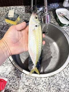 Анталия, неопознанный улов, можно ли в суши и с чем подать