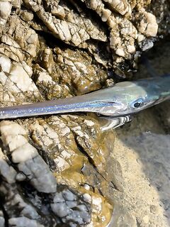 Анталия, туна на пилькер с четвёртой попытки, по саргану ускоряюсь