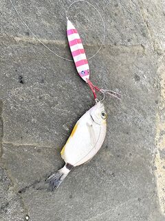 Анталийское побережье, пилькеры 28 и 40 г, вместо барры и саргана сюрпризы