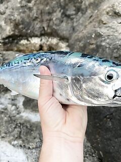 Анталия, волкеры молчат, выручает пилькер 28 г на дальнем выбросе