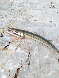 Морская рыбалка в Аланье у большого маяка, спиннинг по барракуде