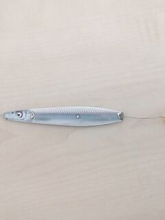 Анталья: барра редка, а шпица дерут, сарган 24 г с полводы на 4-7 м