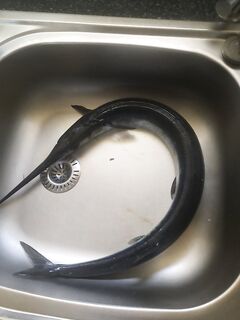 Кирения: тёплая вода, пришёл сарган, килошника отдал соседям