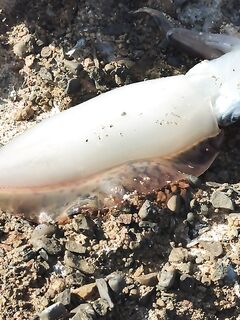 Кипр, Карпас: ночных кальмаров отменил, береговая охрана строгая