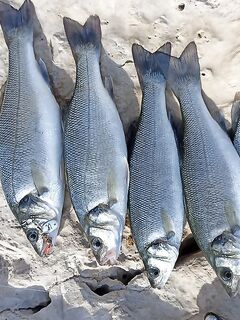 Аланья, скалы: ультралайт и Mepps 0, новичковая рыбалка к обеду