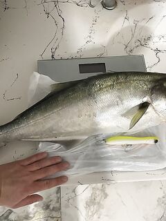 Морская рыбалка у устья под Аланьей: ночной луфарь 2,9 кг на волкер