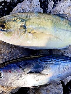 Анталья, тунец: клевал на компактный пилькер, атаки в верхних слоях