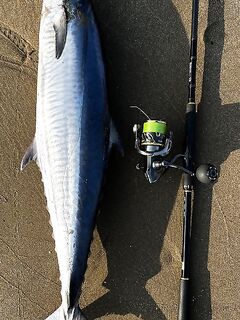 Анталья: про снасти, колено Daiwa Lateo 80 см, в сборе больше метра