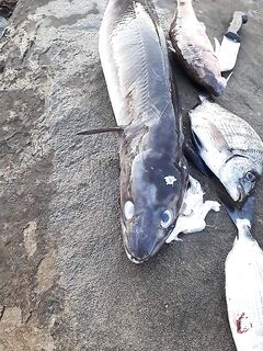 Карпас, север Кипра: тяжёлый спиннинг и странный трофей на Devil Eyes 45