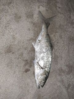 Морская рыбалка в Аланье: штиль и береговая ловля на мясо по утру