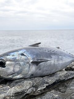Анталийское побережье: сезон с февраля по июнь, нерест и трудовая ловля