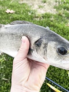 Анталия рассветный лаврак: худой самец с молокой и охота по кефали