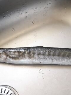 Морская рыбалка на пирсе Анталии: рассветные барракуды и замена якорьков