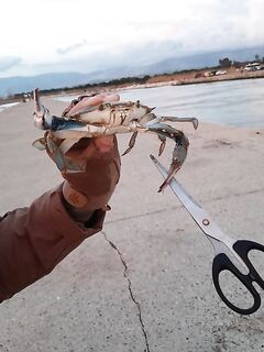 Анталия течение и прикорм: частые дозы, синие крабы и эксперимент