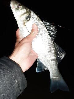 Анталия с берега на спиннинг: лаврак, кефаль и настрой снастей под сибаса