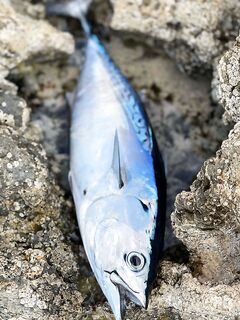 Анталия, скалы и лагуны: поздний тунчик, группер под бровкой и нерестовый сибас