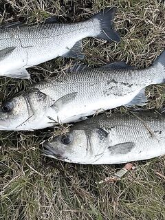 Анталия, точечная ловля: три лаврака по двушке и тунчик на самом выбросе