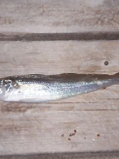 Анталья, прибрежный улов: неопознанная рыба на спиннинг, помогите с видом