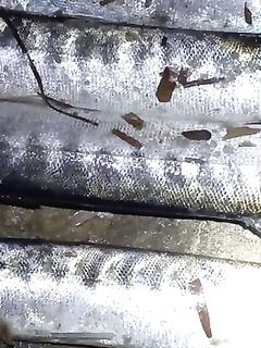 Морская рыбалка в Анталии: под прилив планируем выезд, отлив сжирает актив