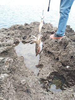 Морская рыбалка в Анталии: кальмар на эги в центре, чернила на руках гарантированы