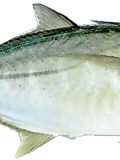 Морская рыбалка в Анталье: короткий ликбез по снастям и привычкам хищника -)))