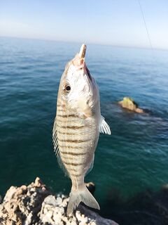 Манавгат: ловля микроджиг у берега, бомбарда и рассветные проводки, троллинг, воблеры