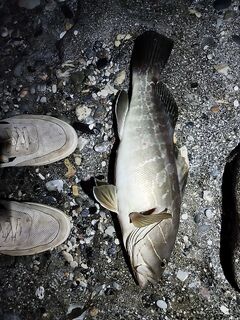 Кумкой: ловля горбыль у берега, спиннинг и рассветные проводки, джиг, пилькеры