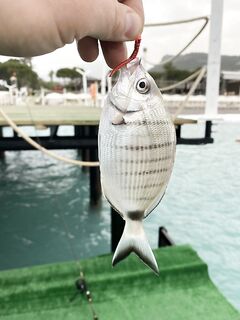 Кумкой, Анталийское побережье: трофейная карась, рабочие пилькеры и рассвет, джиг, поппер