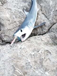 Ташуджу, Анталийское побережье: трофейная горбыль, рабочие воблеры и рассвет, спиннинг, пилькеры