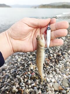 Кумкой: ловля горбыль у берега, бомбарда и рассветные проводки, спиннинг, микроджиг