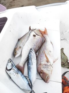 пляж Клеопатры - ловля лихия у берега, поппер и рассветные проводки, троллинг, воблеры