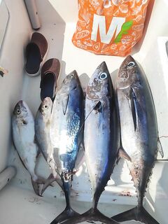 Ташуджу, Анталийское побережье: трофейная леврек, рабочие воблеры и рассвет, спиннинг, поверхностные приманки