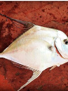 пляж Клеопатры - ловля шторм у берега, спиннинг и рассветные проводки, микроджиг, воблеры