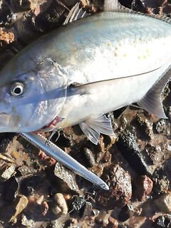 Кумкой: ловля тепло у берега, бомбарда и рассветные проводки, спиннинг, микроджиг