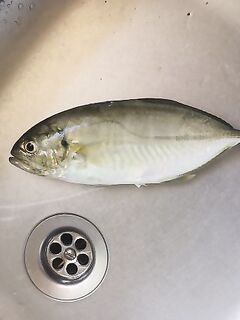 Кумкой: ловля ставрида у берега, пилькер и рассветные проводки, спиннинг, воблеры