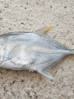 Морская рыбалка в Анталии: GT не водится, но каранксы встречаются