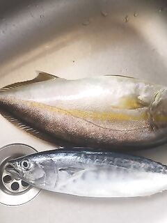 Анталья, Pachinko и пилькер: ставридка, паламут и килошный амберок