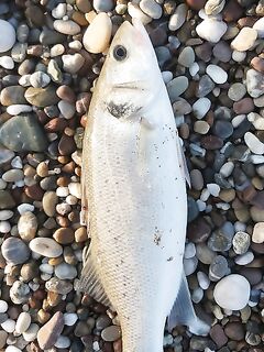 Анталья, рассвет 6:15-8:00: Duo Sprint 75 и поппер покосили леврека