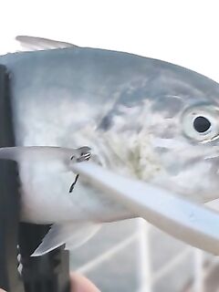 Анталья, тралы разных размеров: по плавникам видно «несоразмерность»