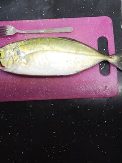 Анталья: свежий улов сегодняшнего утра - лаконичный отчёт по точке