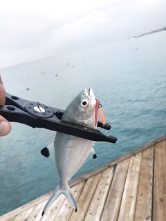 Анталья, DAIICHISEIKO Gar Grip MC Custom: хват за челюсть и надёжность