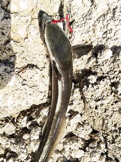 Анталья, пилькер 30 г и срезы об камни: усилить шок-лидером?