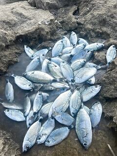 Морская рыбалка в Антальи: с берега сальпа, с катеров паламут и микс