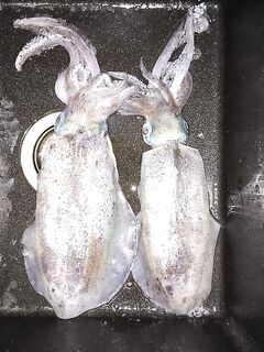 Морская рыбалка в Анталии: закат, тихая вода и два кальмара с берега