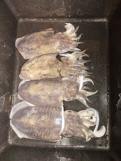 Каракат с панцирем и рифовый кальмар: любопытные трофеи у кромки рифа